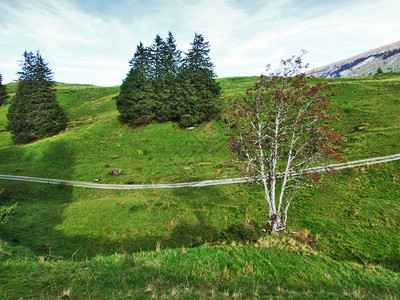 瑞士圣加仑州Churfirveen山脉下高原的长绿树图片