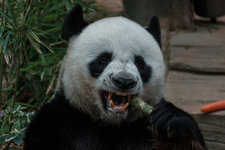 熊猫吃藤条的特写镜头图片
