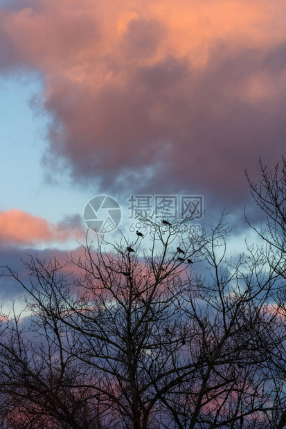 树上鸟儿的休眠冬天没有叶子背景是日图片
