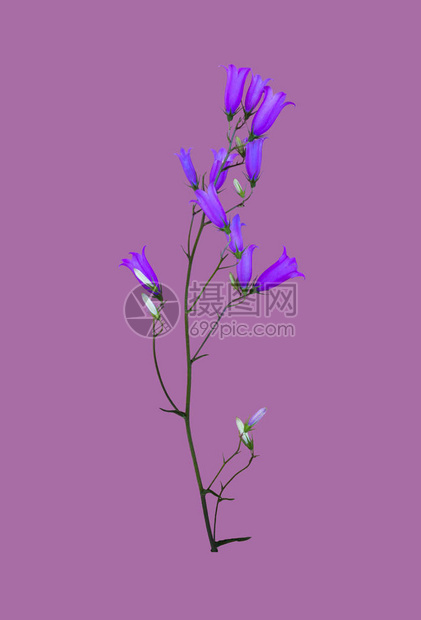 紫罗兰色背景上孤立的野花风信子图片