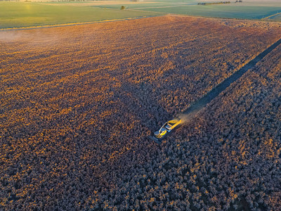 阿根廷拉潘帕的高粱收获图片素材