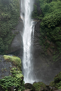 在印度尼西亚巴厘岛绿雨林中席库普图片