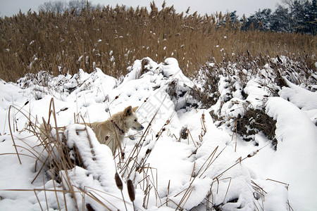 冬天结冰的湖面芦苇丛中猎红狐狸图片