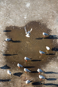 生活在城市环境中的海鸥栖息图片