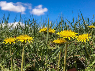 花园里春天盛开的蒲公英图片