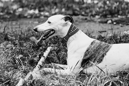 白色惠比特犬在公园户外玩棍子的单色肖像图片