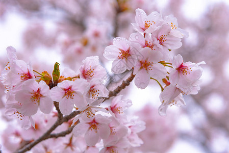 樱花盛开在春天的季节图片