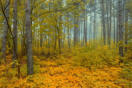 树上秋雾林内风景的象可见图片