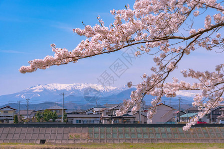 东北虎林园ShiroishigawatsutsumiHitomeSenbonzakuura背景