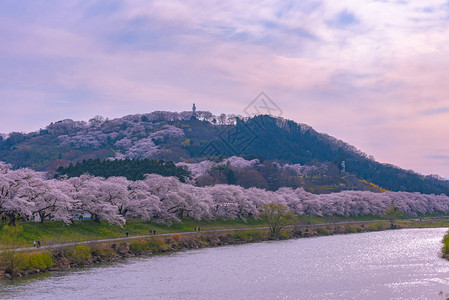 日本宫城仙台的富空卡城堡鲁因公园ShiroishigawatsutsumiHitomeSenbonzakura时图片