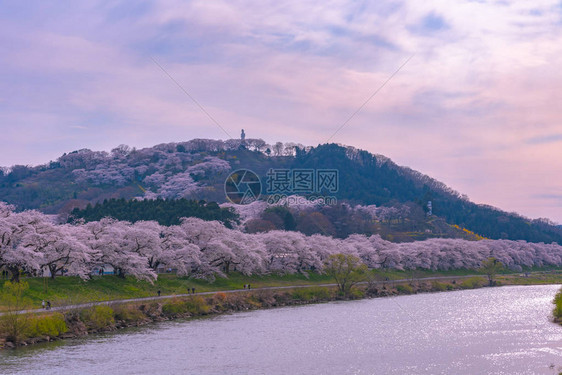 日本宫城仙台的富空卡城堡鲁因公园ShiroishigawatsutsumiHitomeSenbonzakura时图片