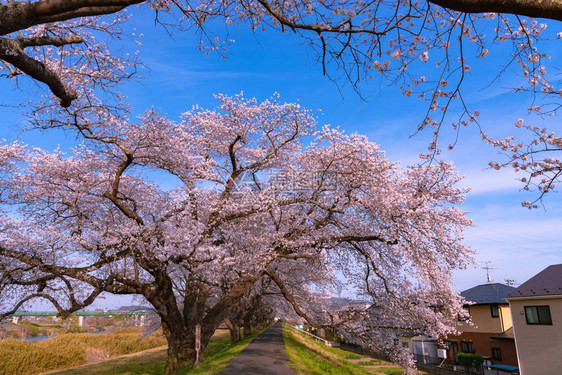 日本最大的吉野樱花树图片