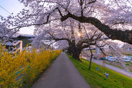 日本宫城县仙台富田城堡鲁因公园白井河岸一带樱桃花树背景的Narcissus田径ShiroishigawatsutsumiHito图片