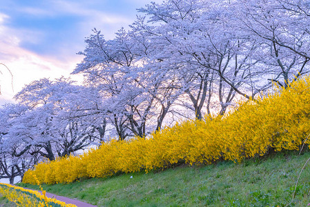 日本宫城县仙台富田城堡鲁因公园白井河岸一带樱桃花树背景的Narcissus田径ShiroishigawatsutsumiHito图片