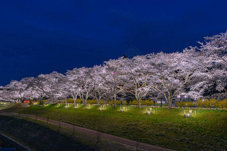 东北五常日本宫城县仙台市船冈城址公园白石川tsutsumiHitomeSenbonzakura夜间亮灯背景