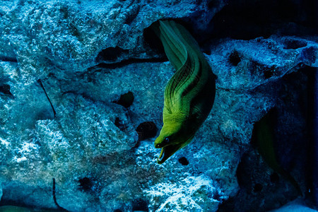 鱼绿色HymnothoraxGymnothoraxf图片