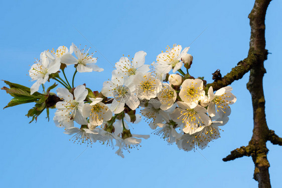 蓝天上的樱花春天的花卉背景春天盛开的樱花图片
