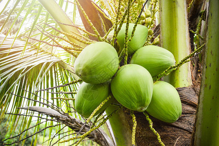 年青椰子树夏季日菜园果植物上新鲜绿色椰子棕图片