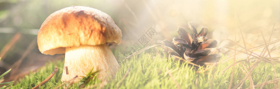 秋季森林场景中的蘑菇蘑菇关闭有蘑菇的森林场图片