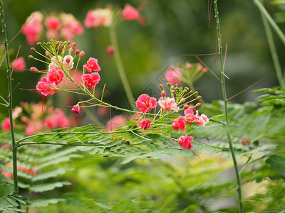 粉红花朵Delonix重图片