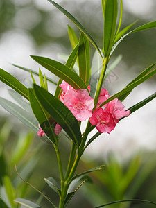 粉红花朵奥莱安德甜奥莱兰德罗丝湾图片