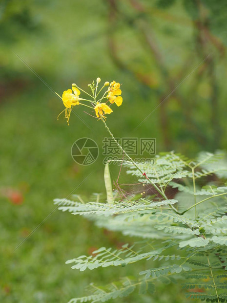 黄色花朵Delonix重燃图片