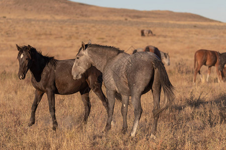 一对野马种在犹他州沙漠中对练图片