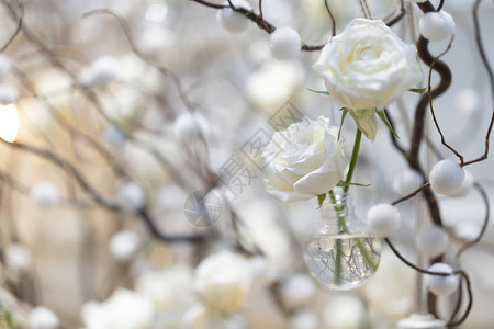 白色玫瑰背景和背景在装饰舒适的树枝图片