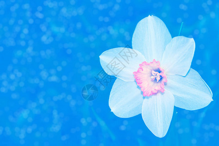 春天风景背下鲜艳多彩的水仙花图片