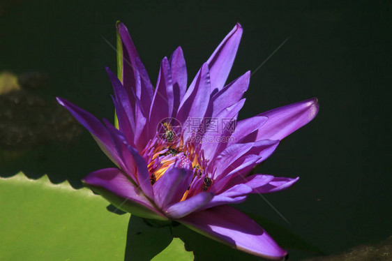 紫莲花朵开得漂亮还有小蜜蜂花蜜吸露图片