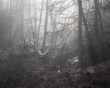 林地小溪和湿地在晨雾水平视图中出现图片