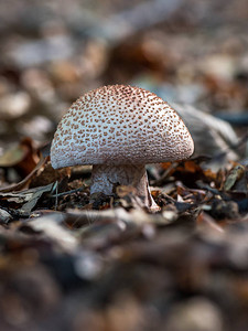 软背景上的阳伞蘑菇图片