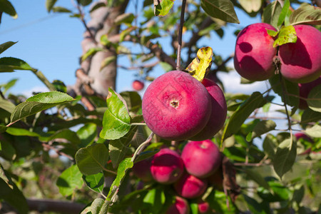 果树园中的红苹果新鲜水果农业图片