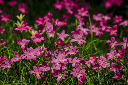 Zephyranthes以粉红色花朵图片