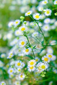 Daisy白花黄色花粉图片