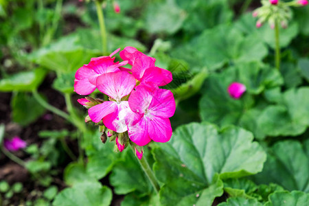 绿叶上绽放的粉红色花朵图片