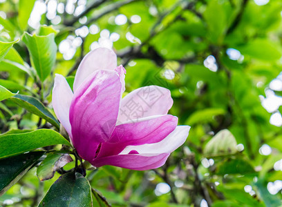 木兰花开粉白花绿叶在枝头图片