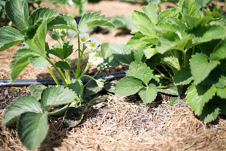 春花园的床铺上盛开的草莓植物草莓树苗和图片