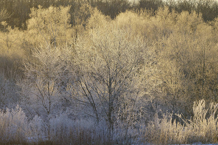 清晨霜覆盖的树背景图片