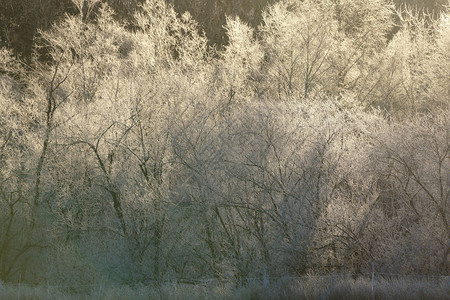 清晨霜覆盖的树图片