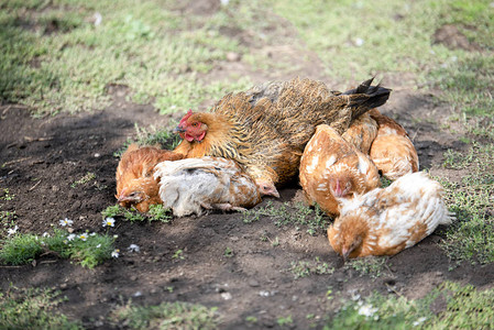 红鸡母亲和在地上挖洞的鸡图片