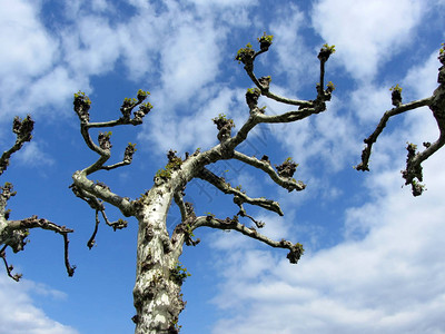 梧桐树逆天枝头绽放晴天图片素材