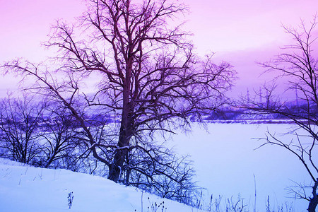 寒冬风景树木赤雪与雪山和图片