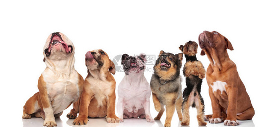 六只可爱的狗不同的品种仰望起来站在和图片