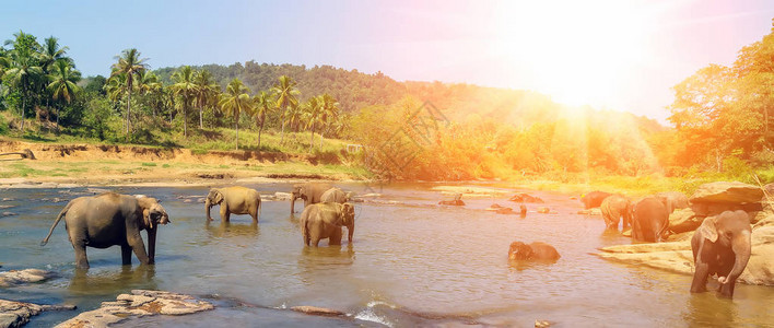 亚洲大象在斯里兰卡河丛林风景中游泳和洗澡图片