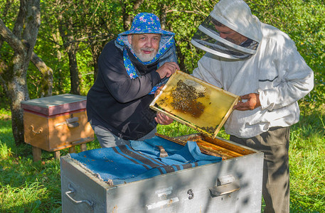 工作场所乌克兰蜜蜂管理员对蜜蜂家庭进行检查的工作图片