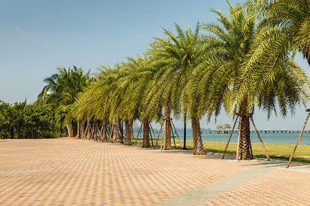 暹罗湾沿岸的棕榈胡同泰国美丽的风景图片