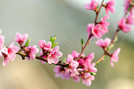 粉红桃花特写背景图片