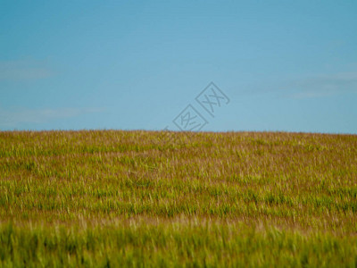 西班牙春天有尖峰的草原图片