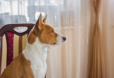 Basenji狗的室内肖图片